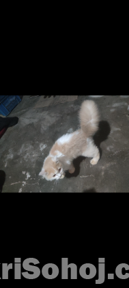 পার্সিয়ান বিড়াল